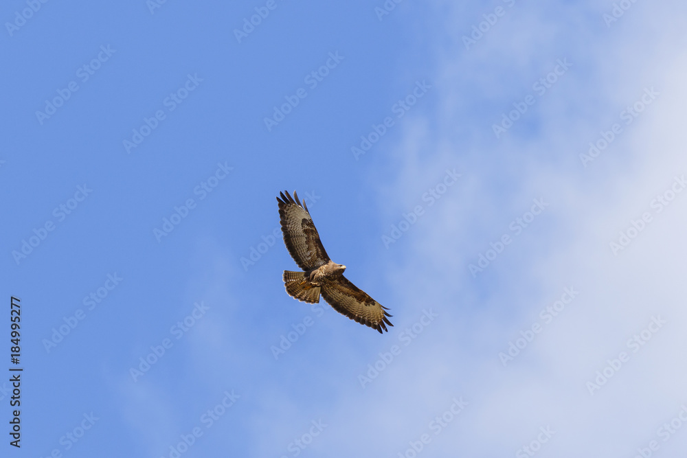 Flying Buzzard on a blue summer sky Flying Buzzard on a blue summer sky