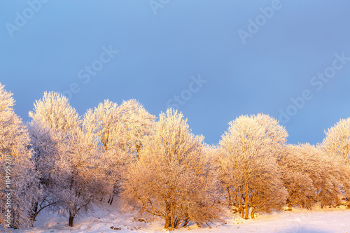 Frost on trees at a field with snow
