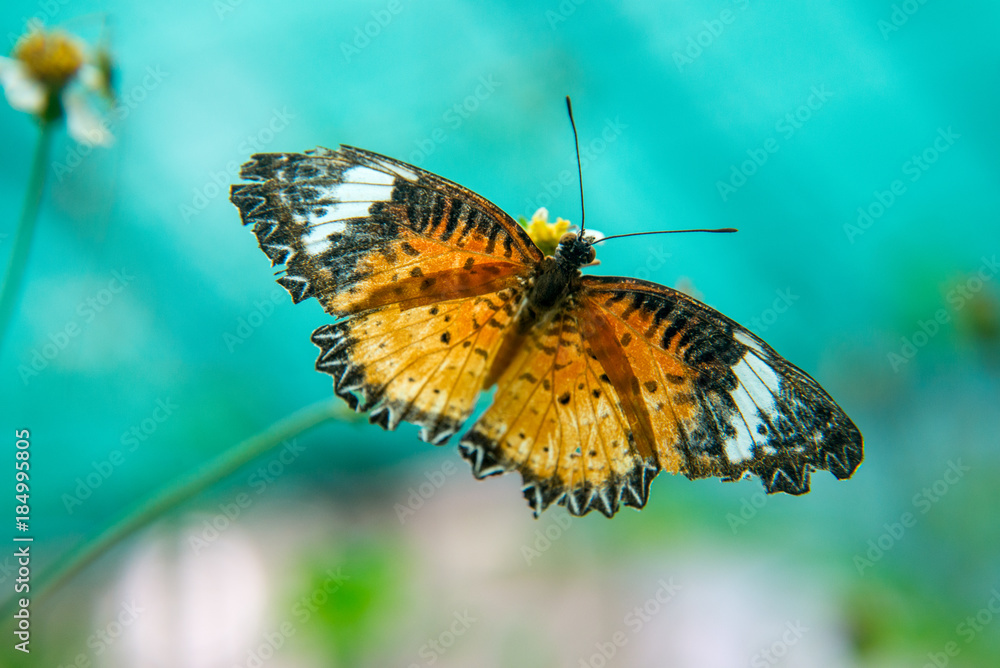 Fototapeta premium Butterfly in a garden in Bangkok Thailand