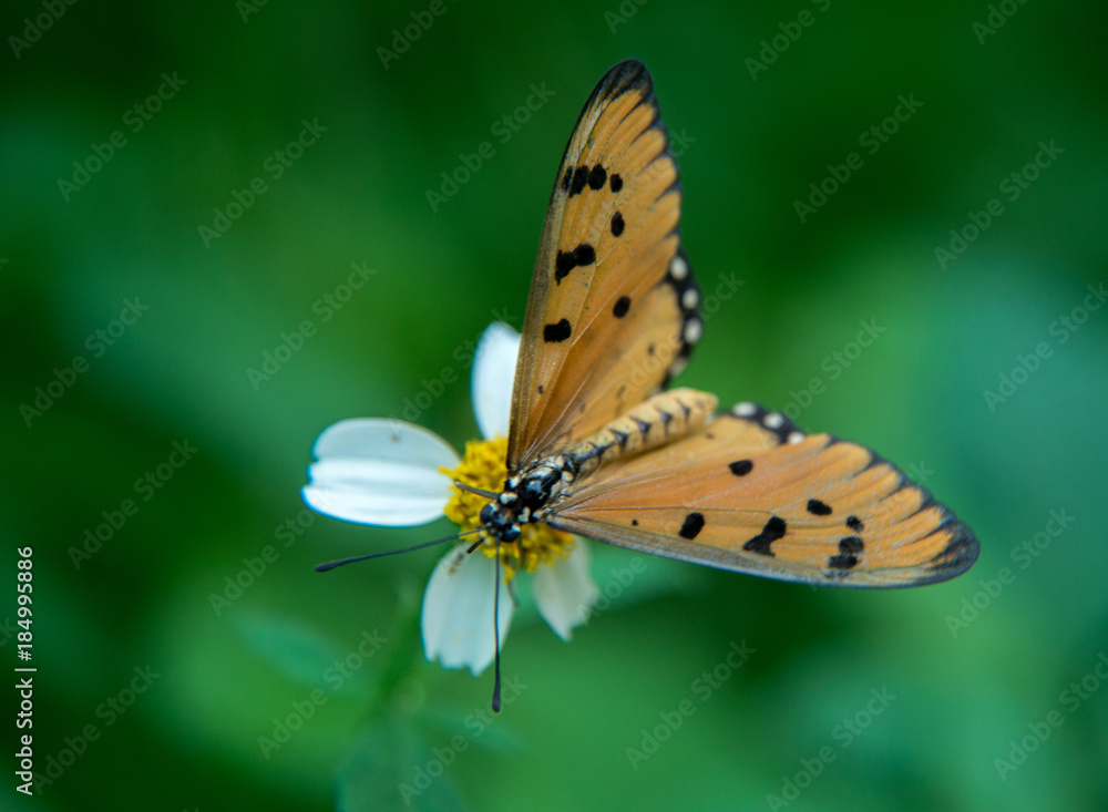 Obraz premium Butterfly in a garden in Bangkok Thailand