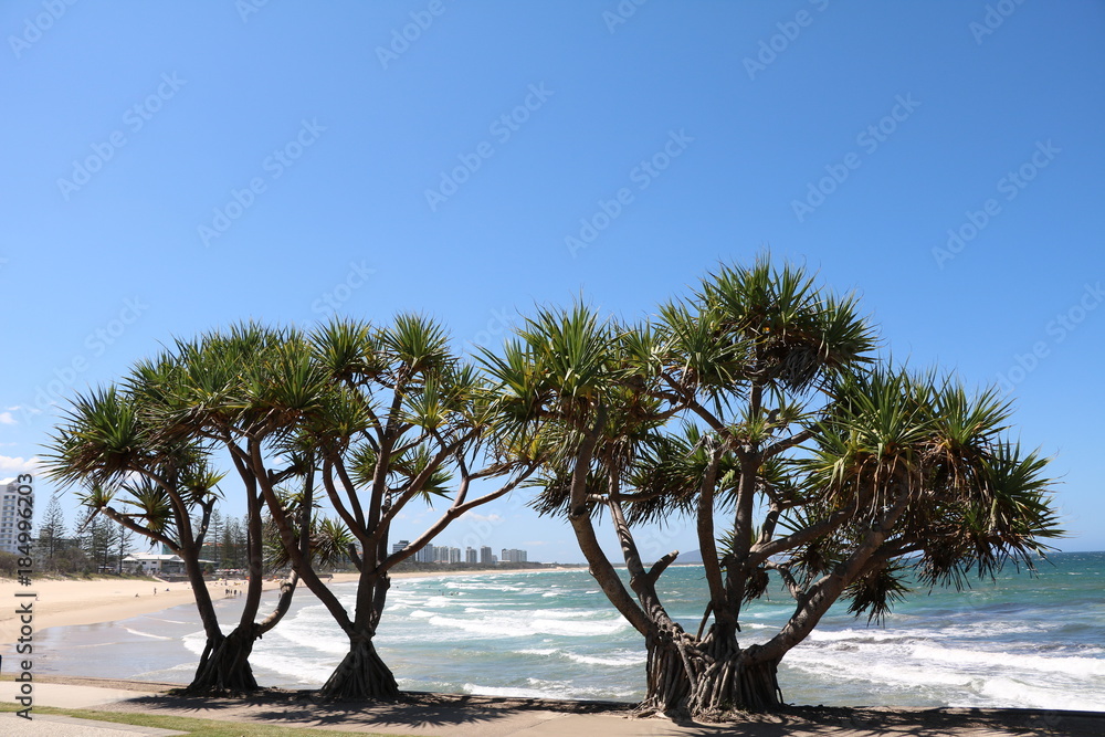 Big trees of Pandanus Pedunculatus at Sunshine Coast, Queensland Australia Big trees of Pandanus Pedunculatus at Sunshine Coast, Queensland Australia