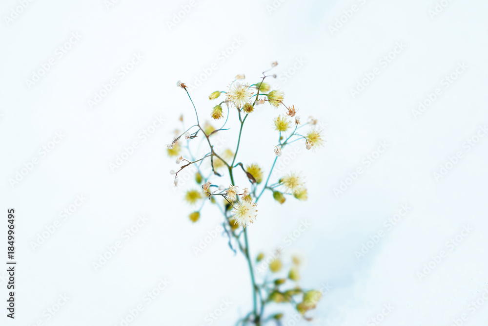 冬の花 冬の花