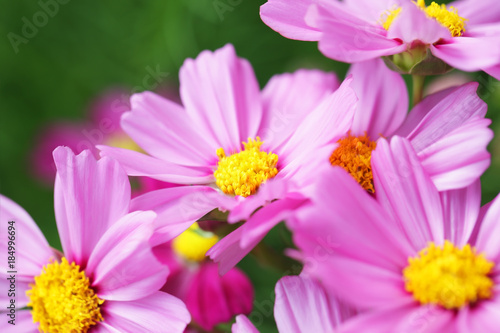 beautiful blooming cosmos flower background