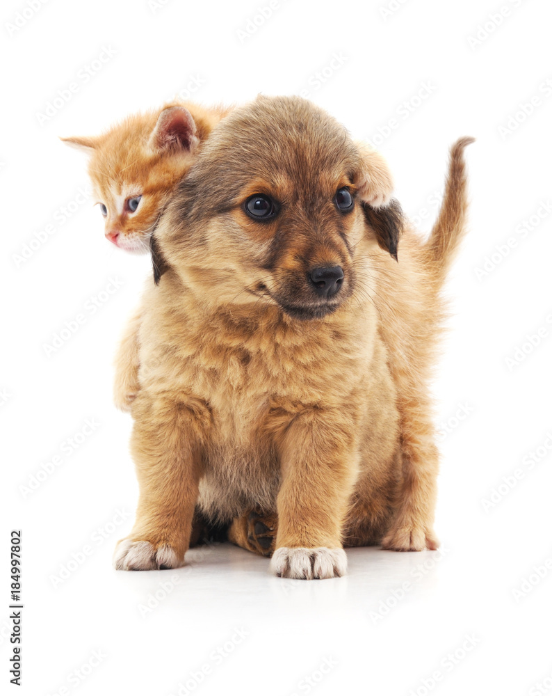 Obraz premium Kitten and puppy.