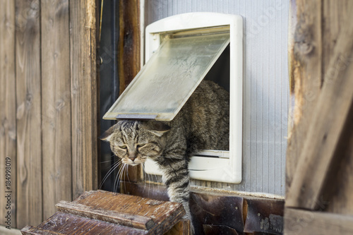 Funny scene of a cat escapes from a cat flap and goes outside