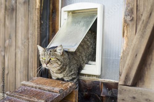 Cat escapes from a cat flap and goes outside