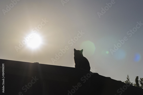 Black shadow of a cat on the roof at sunset  faded picture