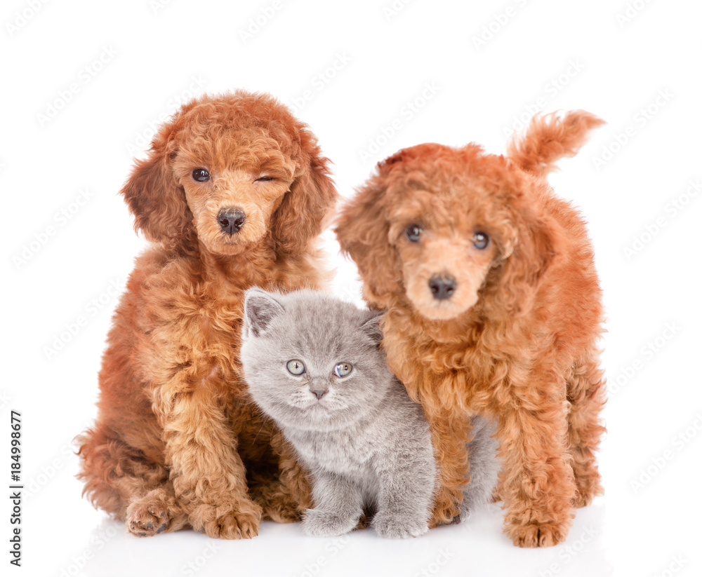 Poodle puppies and tiny kitten together. isolated on white background