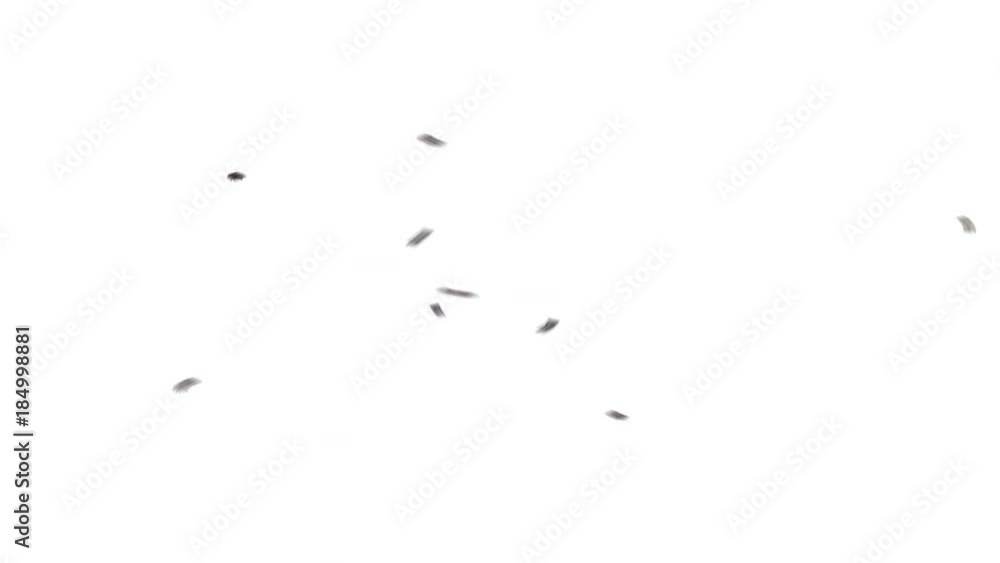 Swarm of 9 Flies Circling on White Background