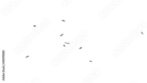 Swarm of 9 Flies Circling on White Background photo