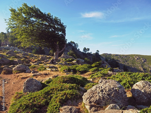 bent green olive tree strange shape and big stones corsician mountains  landscape with  blue sky background