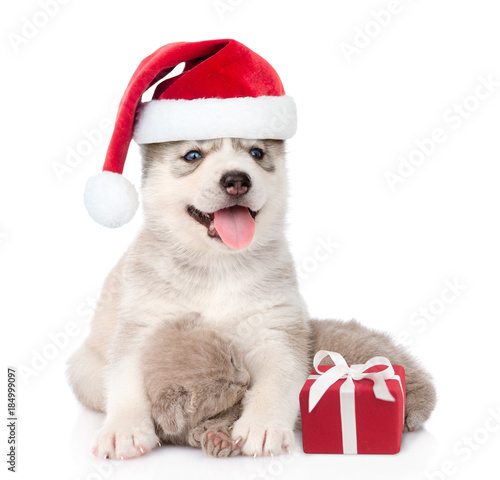 alaskan malamute puppy with gift box in red christmas hat hugging little kitten. isolated on white background