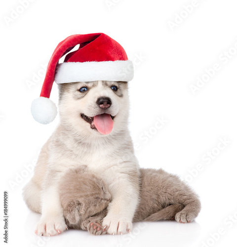 alaskan malamute puppy in red christmas hat hugging little kitten. isolated on white background