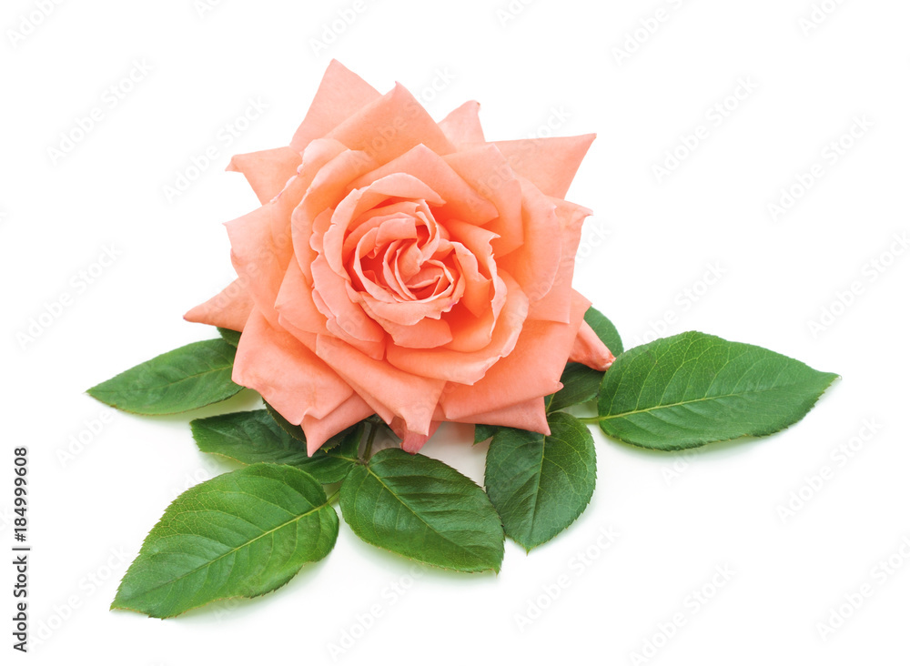 Fototapeta premium One pink rose.