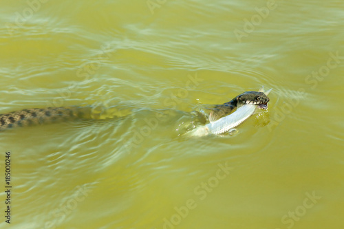 the snake eats fish. The snake hunts fish in the water, the snake catches the fish and wants to eat it