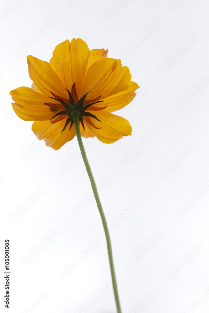  Yellow cosmos flower blooming on a white background.