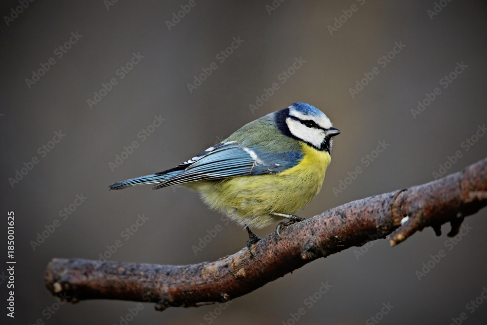 Blue Tit Blue Tit