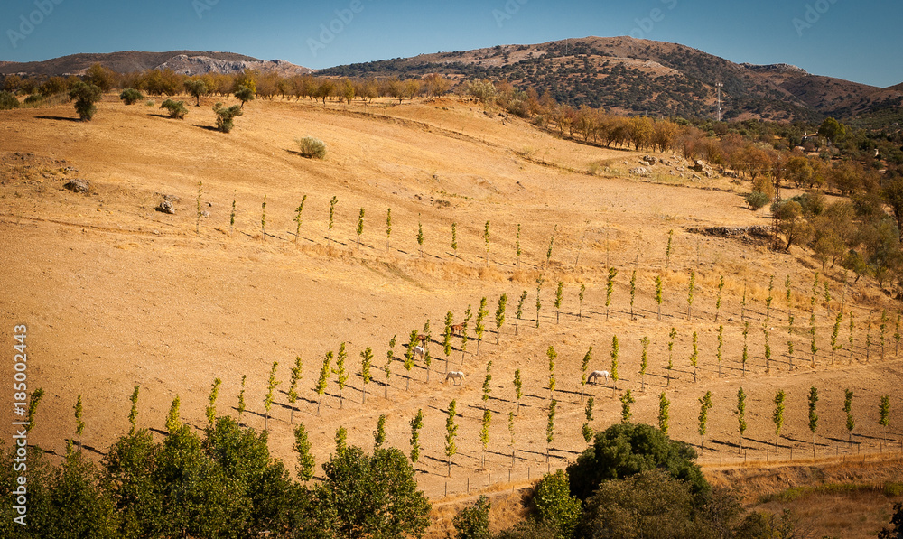 View from Ronda bridge. Calm panorama of fields with horses