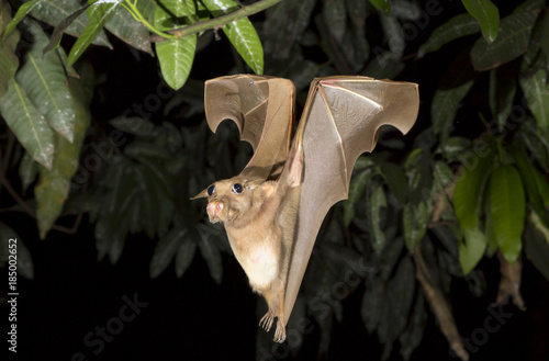 Franquet's epauletted fruit bat (Epomops franqueti) flying at night, Volta Province, Ghana. photo