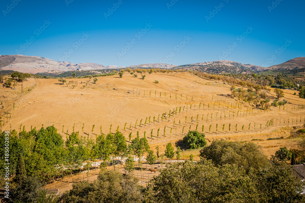 View from Ronda bridge. Calm panorama of fields with horses