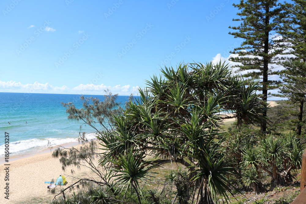 Pandanus Pedunculatus at Sunshine Coast Pacific Ocean, Queensland Australia