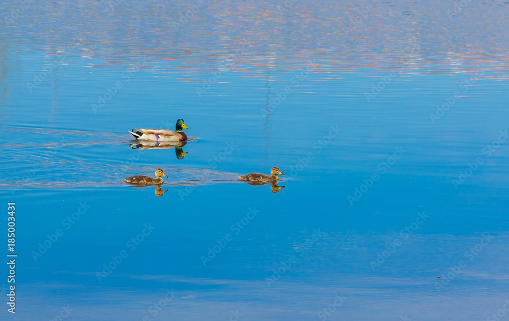 Fototapeta premium Family of ducks swim in a quiet river