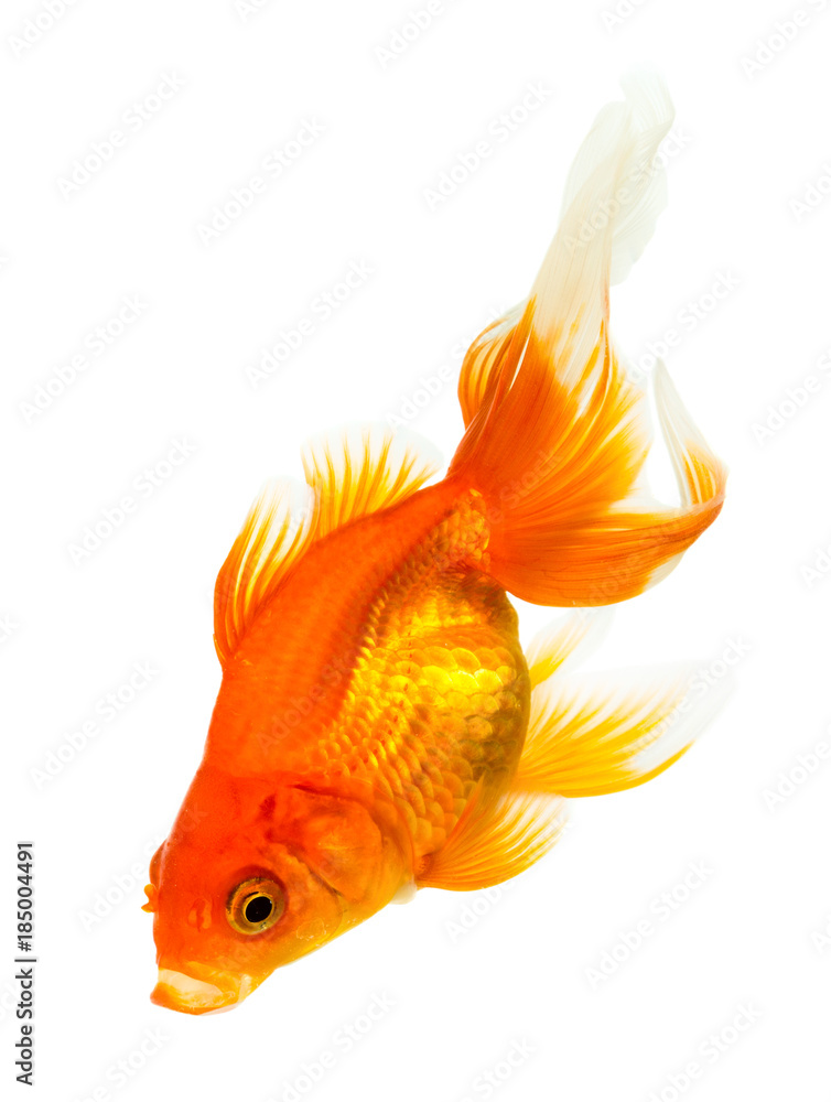 Gold fish Gold fish