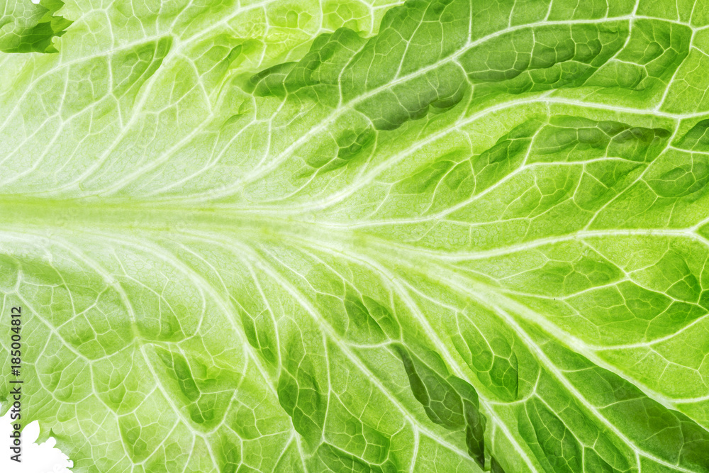 Fresh Lettuce one leaf close-up Fresh Lettuce one leaf close-up