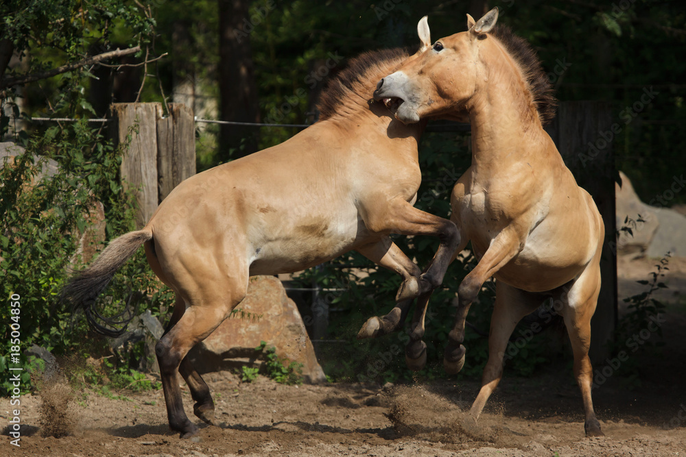 Przewalski's horse (Equus ferus przewalskii) Przewalski's horse (Equus ferus przewalskii)