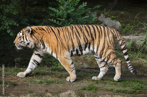 Siberian tiger  Panthera tigris altaica 