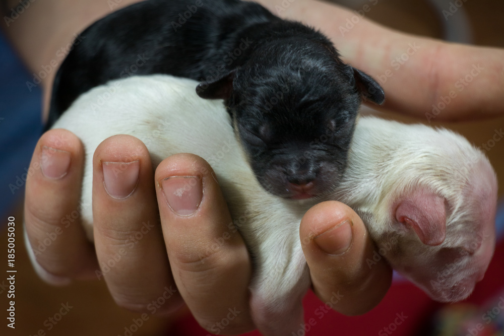 newborn two sweet defenseless black and white puppies kept in large male hands closeup newborn two sweet defenseless black and white puppies kept in large male hands closeup