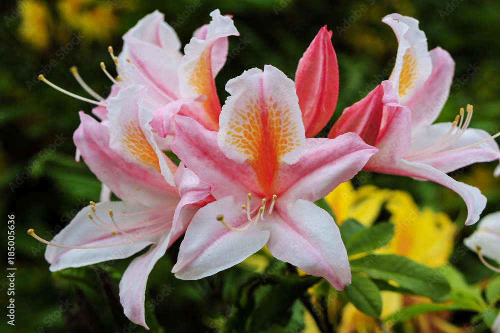 Pink and golden flowers of Azalea Japonica flowering plant.