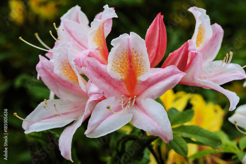 Pink and golden flowers of Azalea Japonica flowering plant.