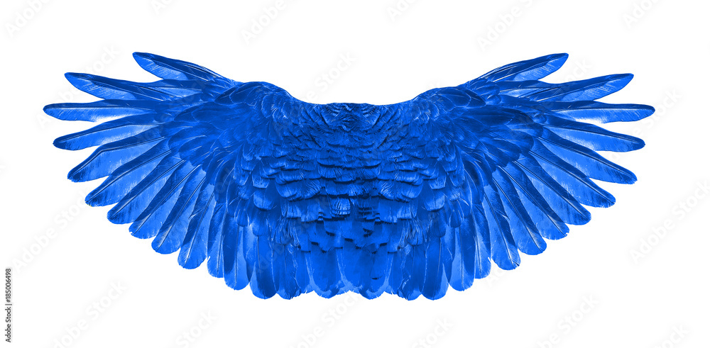 Fototapeta blue wing of bird on white background