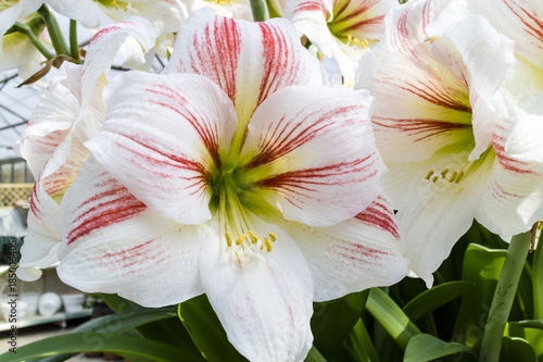 Fototapeta Naklejka Na Ścianę i Meble -  Large trumpet like white with a touch of pink Amaryllis flowers.