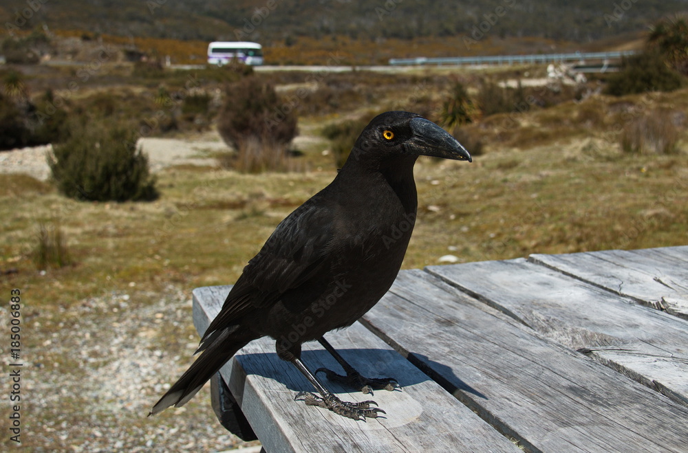 Fototapeta premium Black Currawong in Cradle Mountain NP in Tasmania 