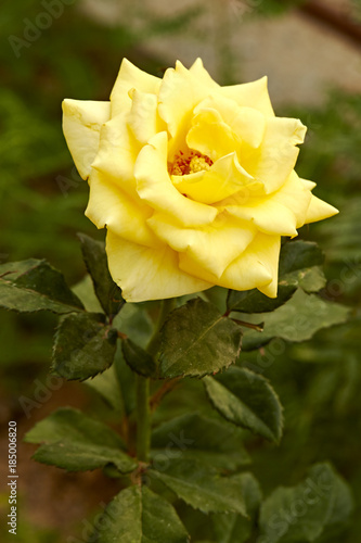 Yellow roses Garden decoration