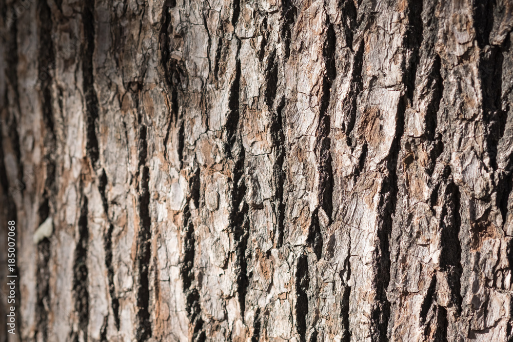 Close up of trunk under sunlight Close up of trunk under sunlight