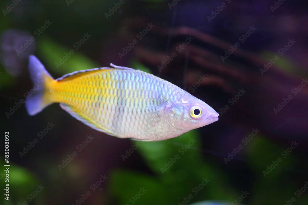 Boeseman's rainbowfish (Melanotaenia boesemani) in Papua New Guinea