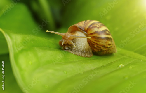 Curious snail in the garden on green leaf