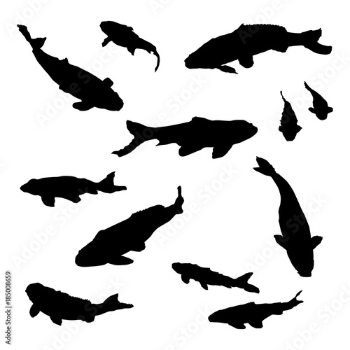 set of isolated fancy carp, koi fish vector illustration