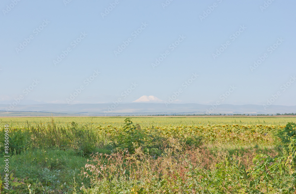 Rural landscape. The snow-covered Elbrus seen on the horizon. Elbrus mountain is highest peak of Europe