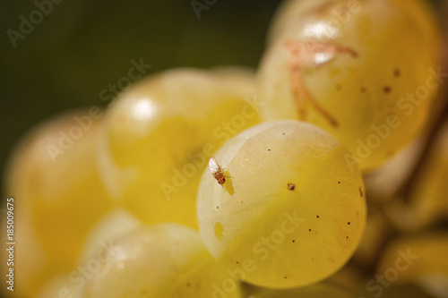 fruit fly on white wine berry