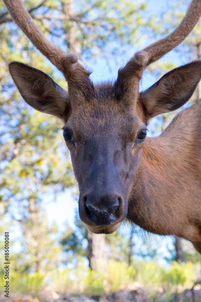 deer in the wild Grand Canyon national park Arizona deer in the wild Grand Canyon national park Arizona
