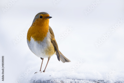 Robin in the snow © cat