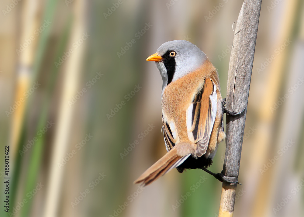 Fototapeta premium Very close up portrait of a male bearded tit sits on the reed on colorise blurred background