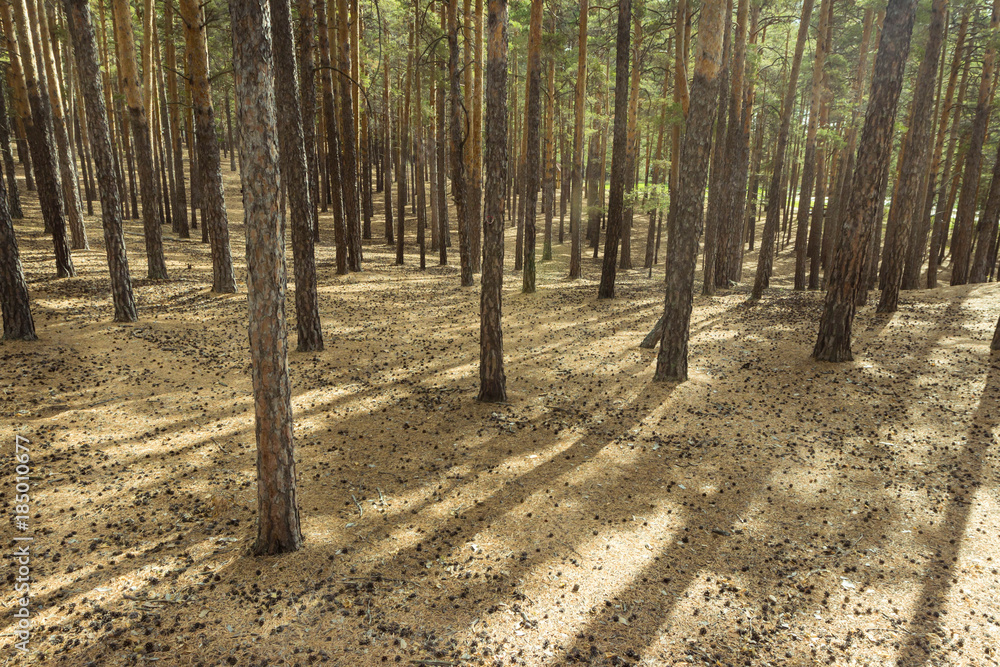 Kazakhstan, Kokshetau resort and forest Kazakhstan, Kokshetau resort and forest