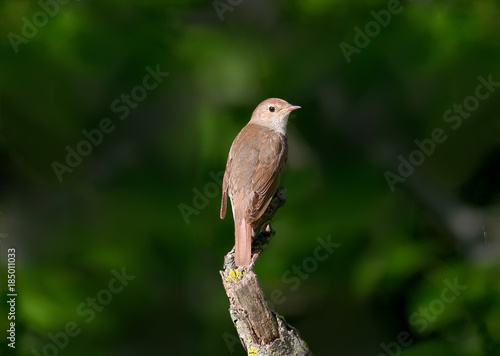 Canvastavla The eastern nightingale sits on a branch on a dark blurred background