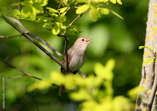 The eastern nightingale sits on a branch with a leavs on a dark blurred background.