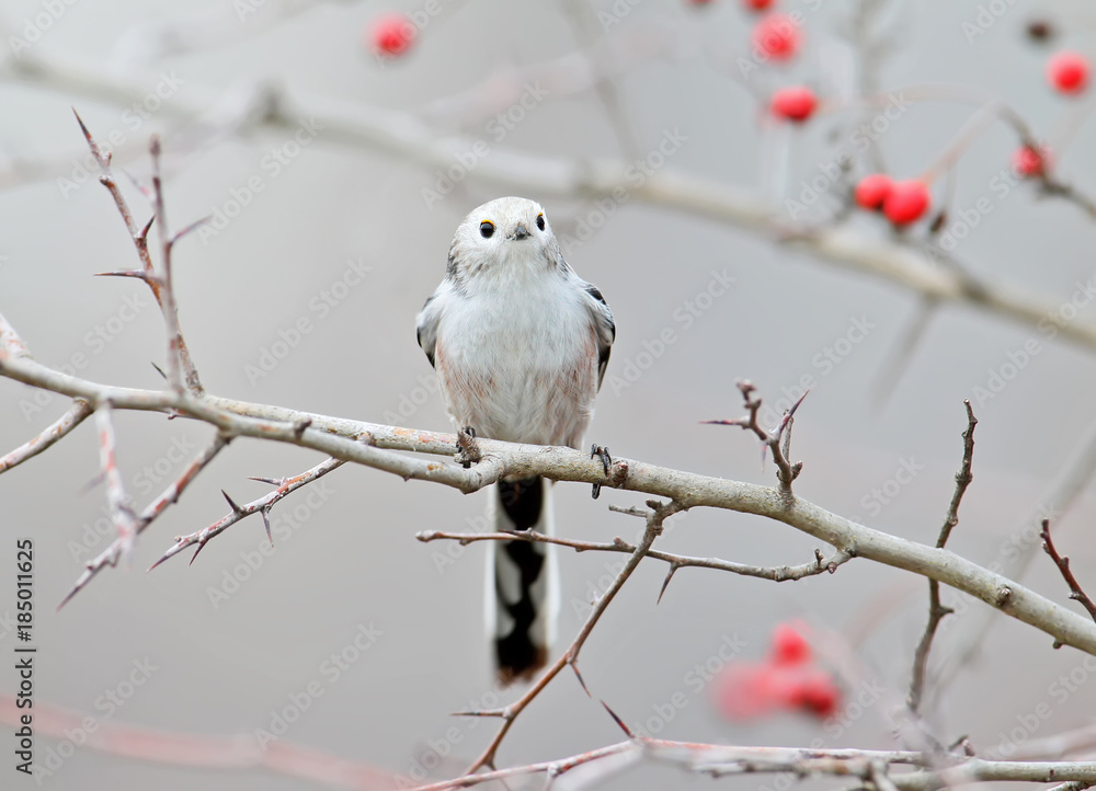 Fototapeta premium Long tailed tit sits on a branch of hawthorn with red berries on blurred gray background